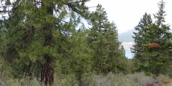 Timber Bay Ranch Lot 43