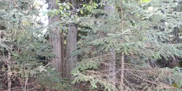 Image 4 Image 4