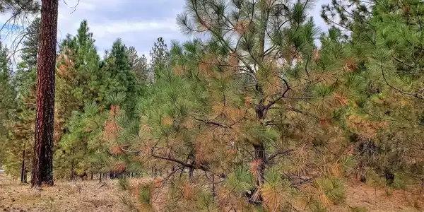 1387 Ponderosa