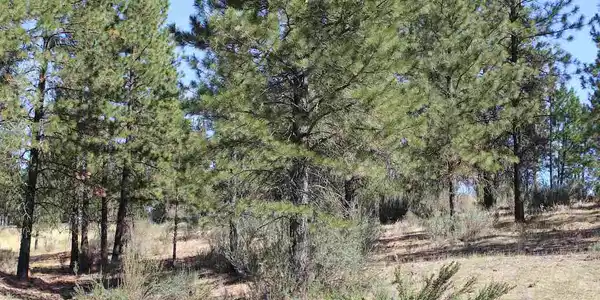 25725 E Pine Cone