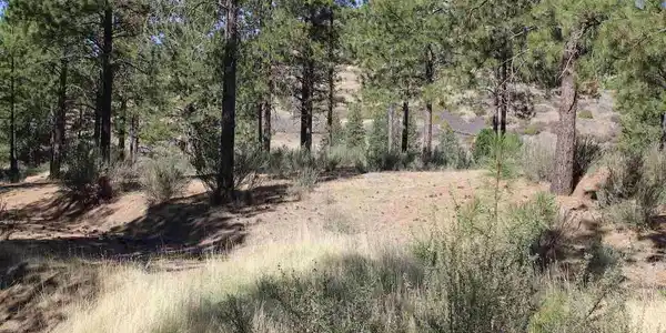 37825 N Timber