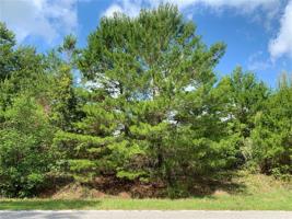 Lot 13 CHINABERRY