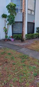 2436 LEMON TREE
