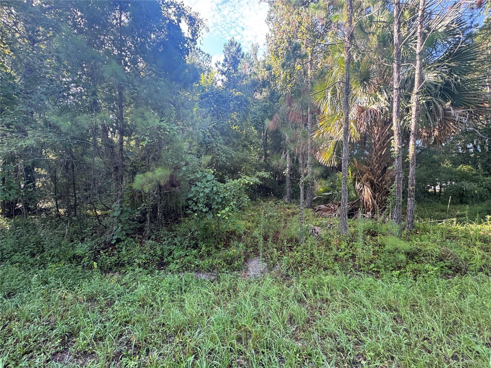 Image 1 Image 1