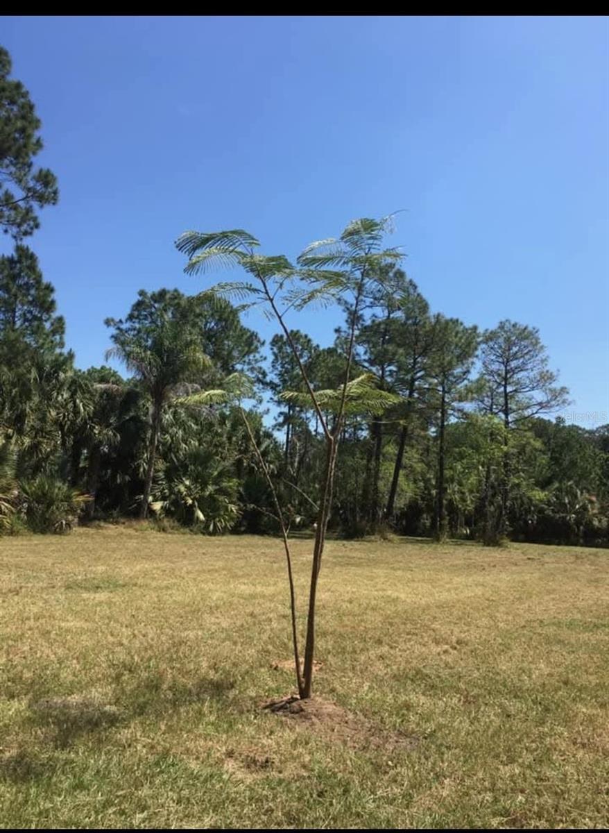 Image 1 Image 1