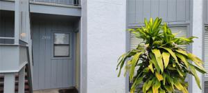 2408 LEMON TREE