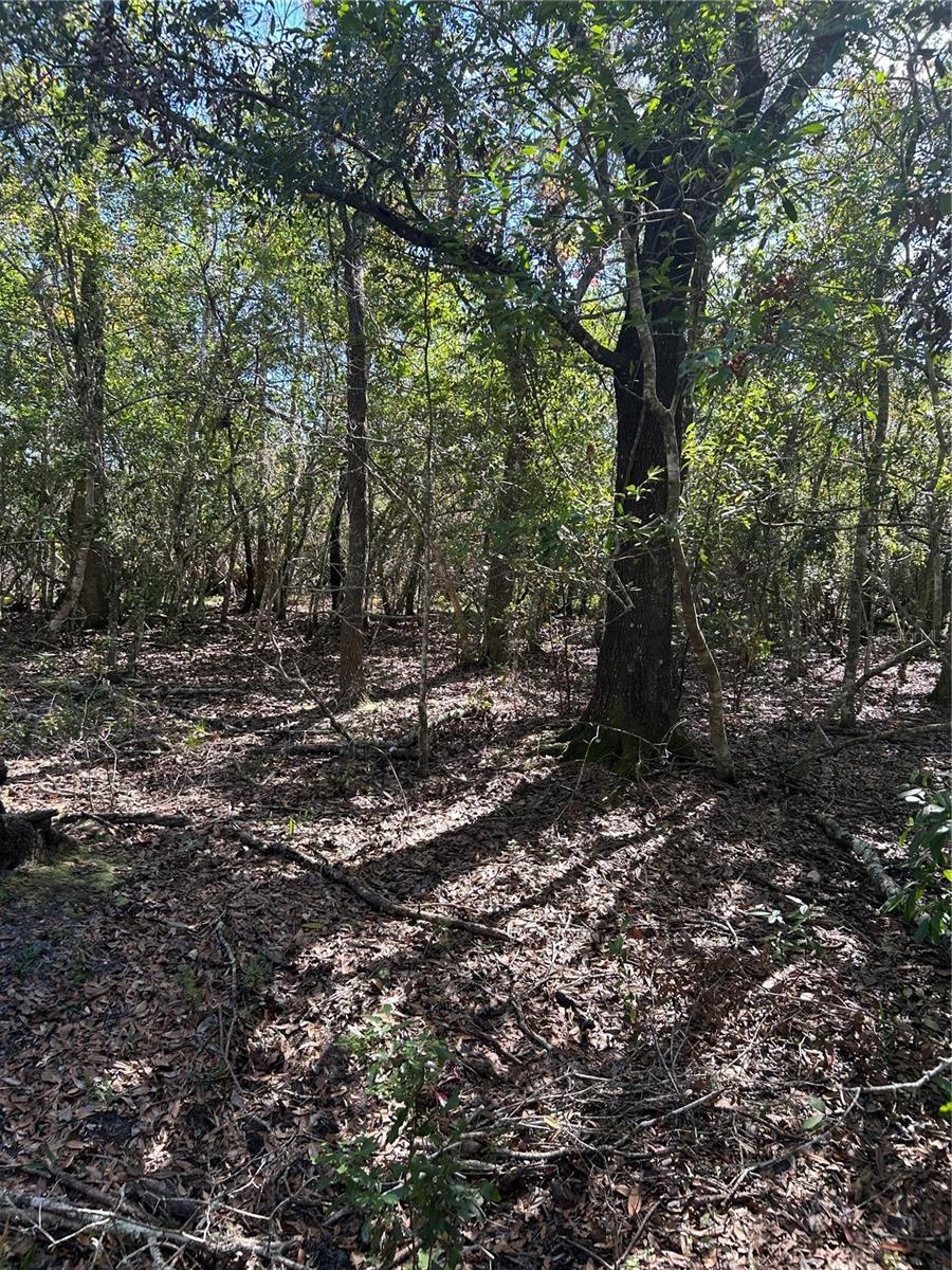 Image 4 Image 4