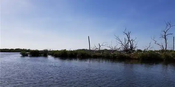 15013 THE LITTLE HOMOSASSA