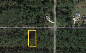 205 ALLAMANDA