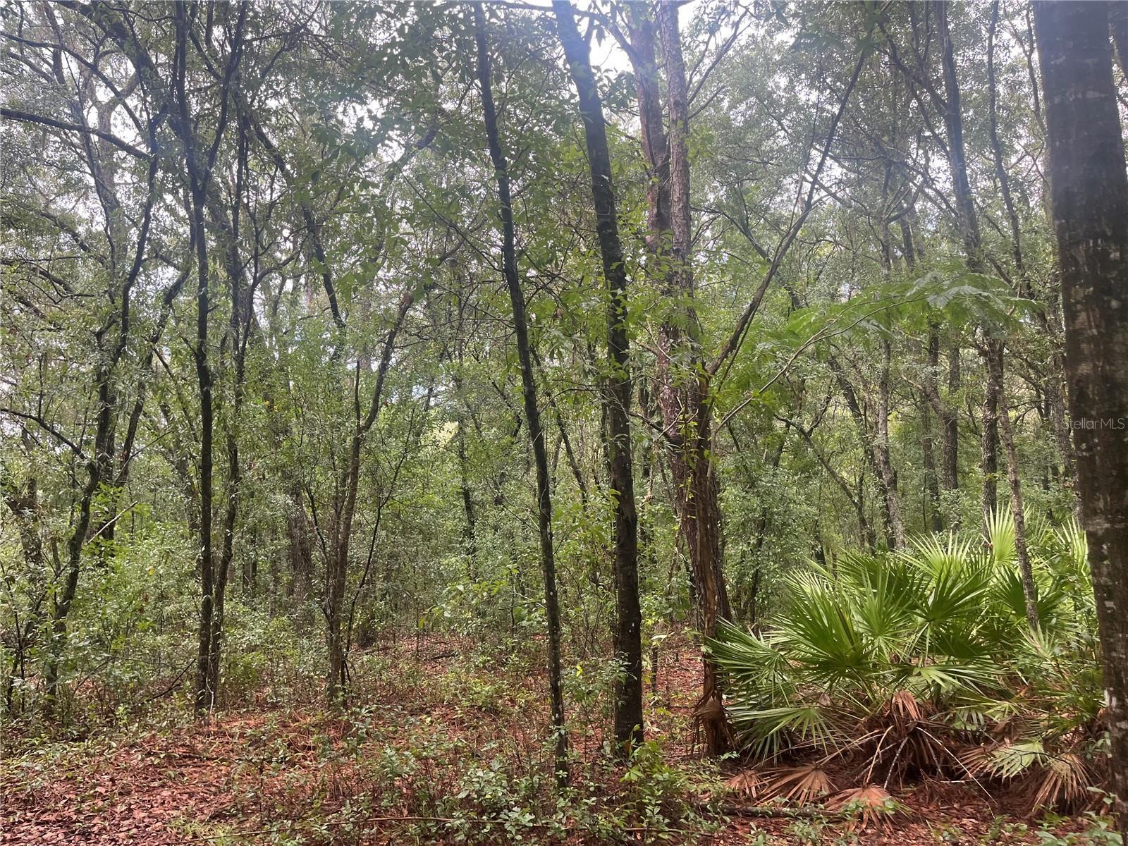 Image 1 Image 1