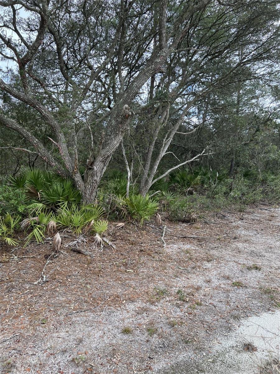 Image 1 Image 1