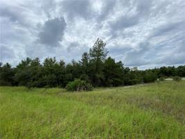 1362 HOMOSASSA