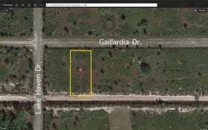521 GAILLARDIA