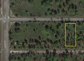713 ALLAMANDA