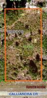 1106 CALLIANDRA