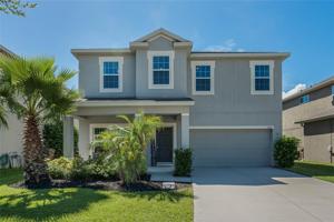 558 BLUE CYPRESS