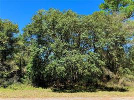 Lot 15 APRICOT