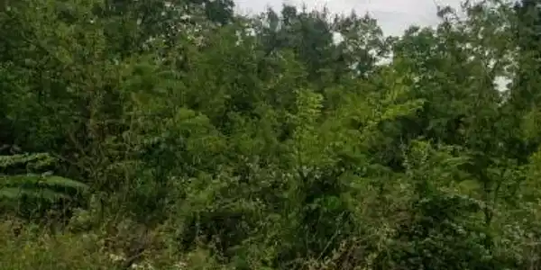 101 Shoals Overlook Dr