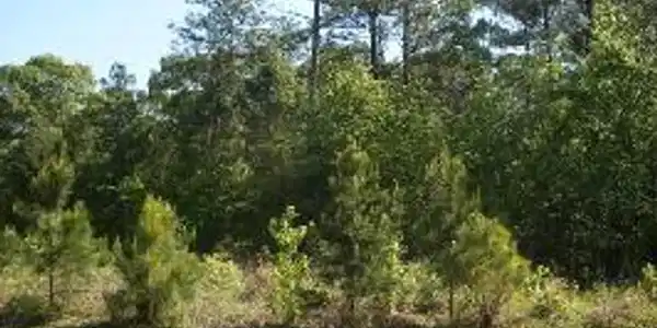 Lot #9 Poplar Creek
