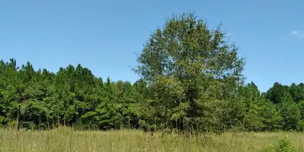 01 Misty Wood