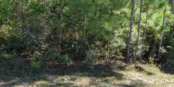Lot 18 Twisted Oak Trail