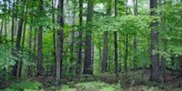 1055 Quail Path Rd (Lot 39)