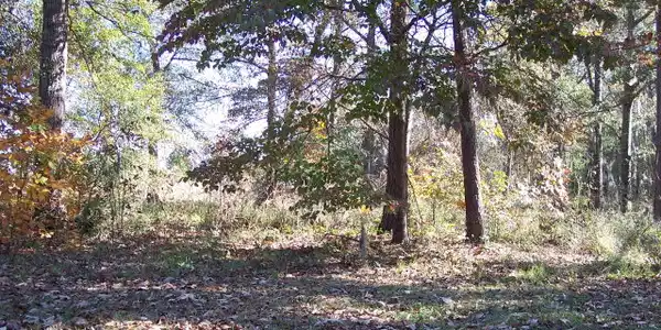 609 Fern Oak