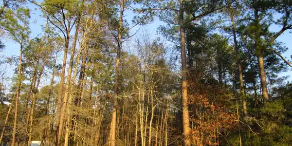 Lot 15 Pinewood Dr