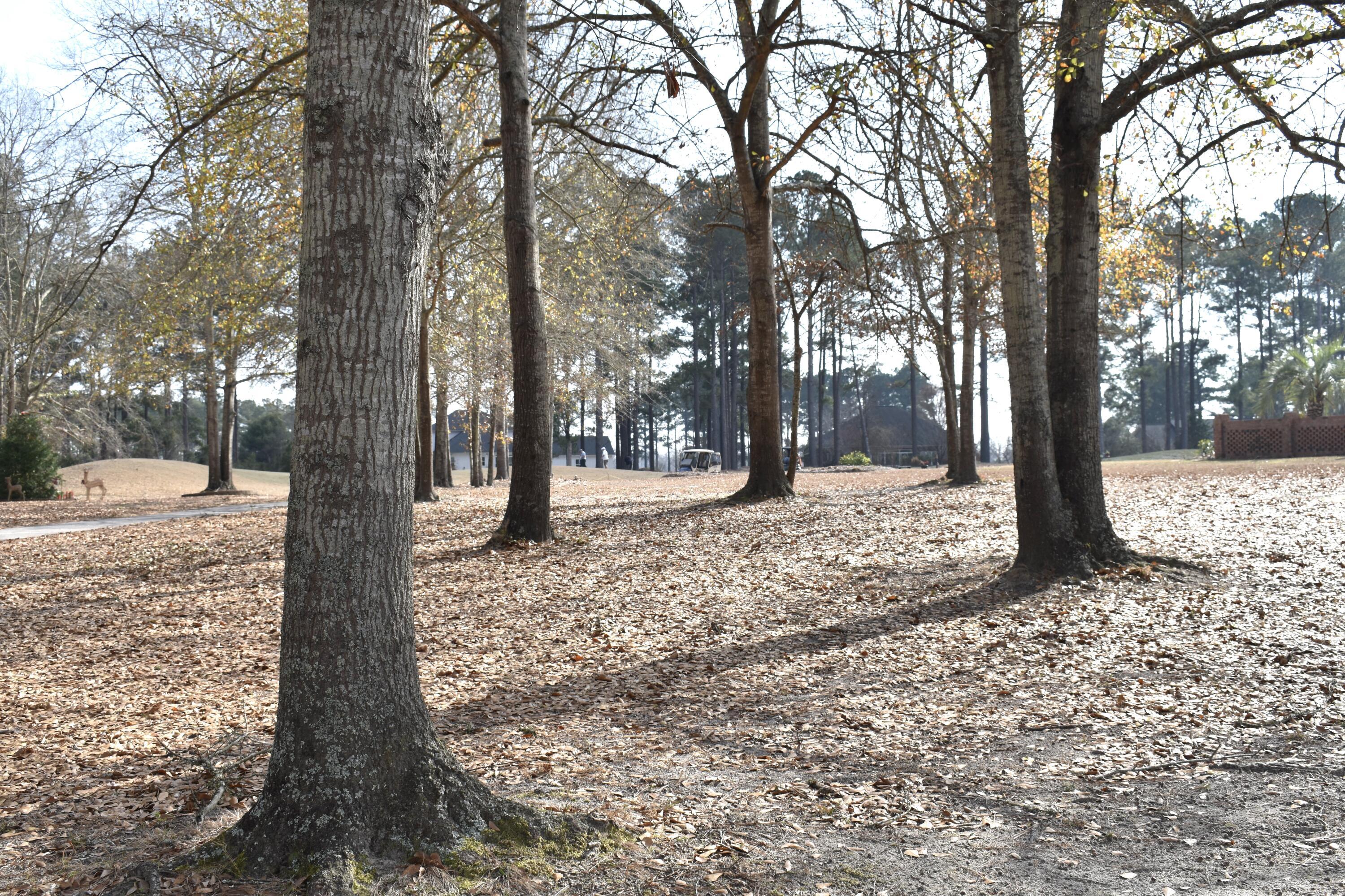 Image 3: DSC_0071