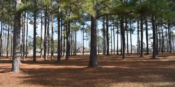 400 Pinelake Court