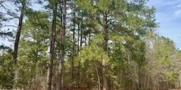 2700 Lizzie Creek Rd