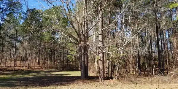 01 Sorin Circle