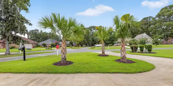Image 3: NEW PALM TREES