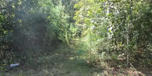 00 Canvas Back Road