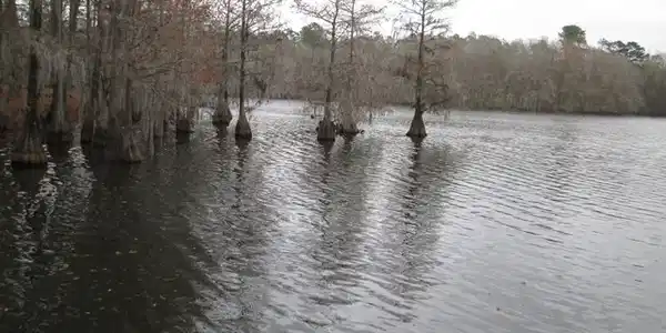 Lot #6 Red Cypress Landing