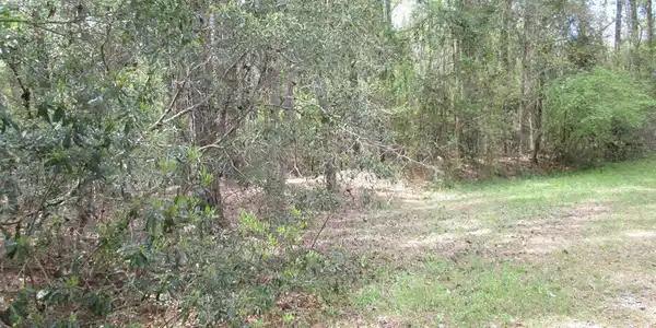 00 Wild Wood Lane