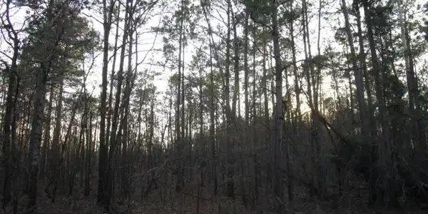 Lot 54 Sorin Cir