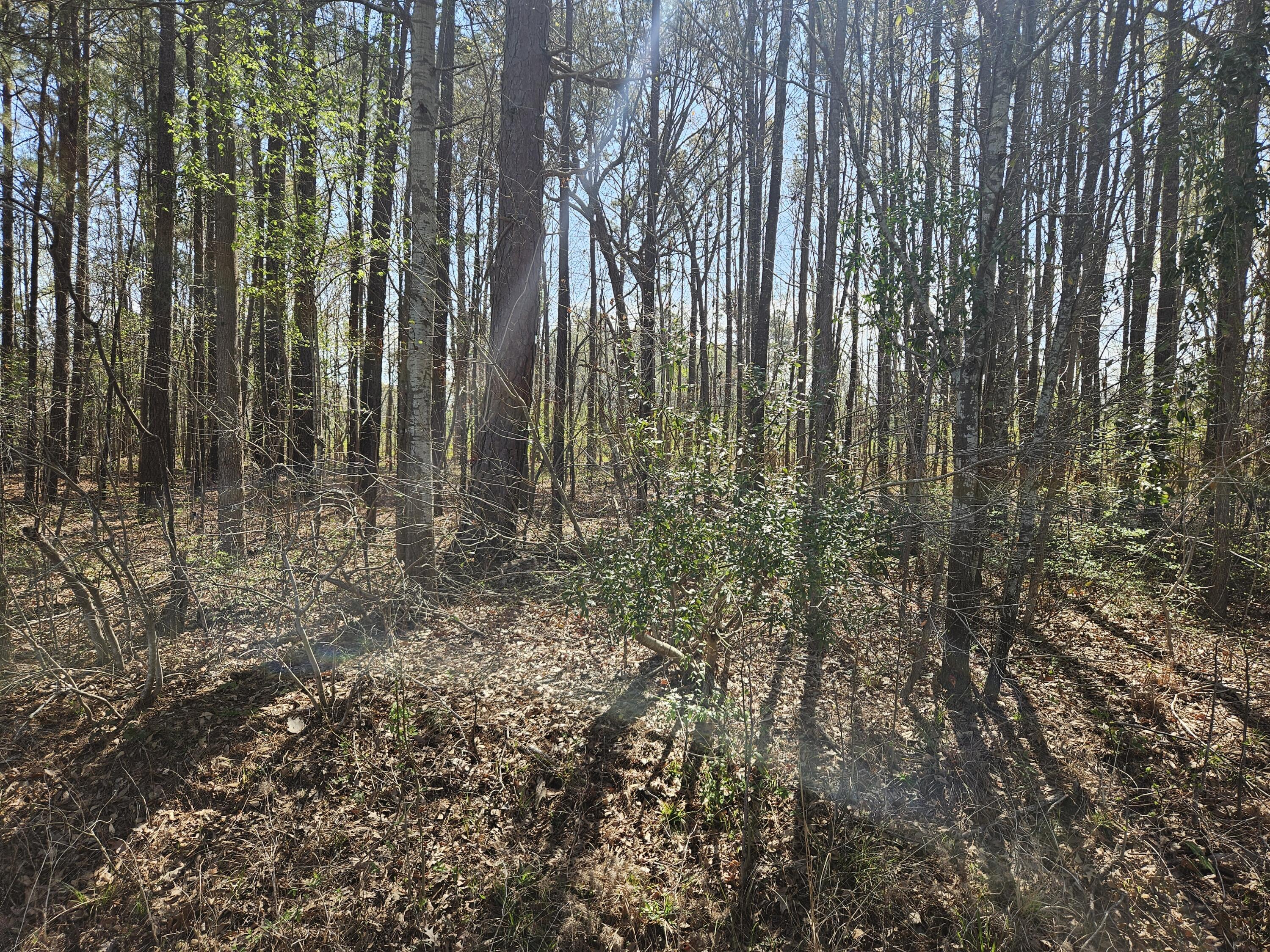 Image 1: benbow