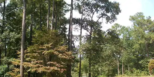 Lot 19 Par Ct