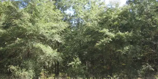 LOT 86 BIRCH DRIVE