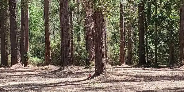 Lot 9 Forest Lake Drive