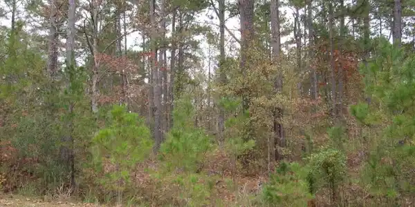 Lot 10 Poplar Creek Drive