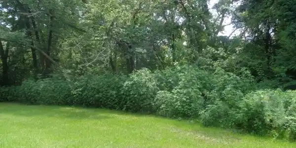 1517 LCR 377