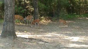 Lot #3 Dogwood Forest #2