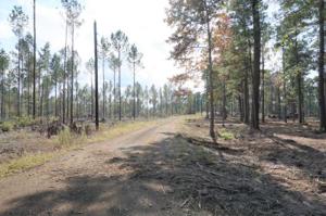 Tract #1-31 Private Road 6026