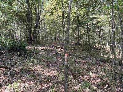 TBD Forest Drive