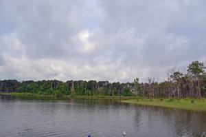 Brushwood Court
