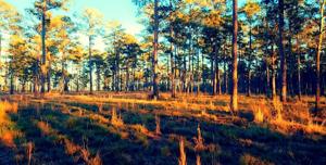 Tract #1-51 Private Road 6026
