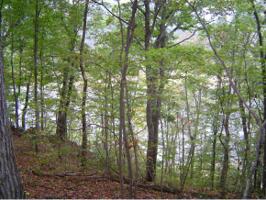 00 Horseshoe Bend Lot 35