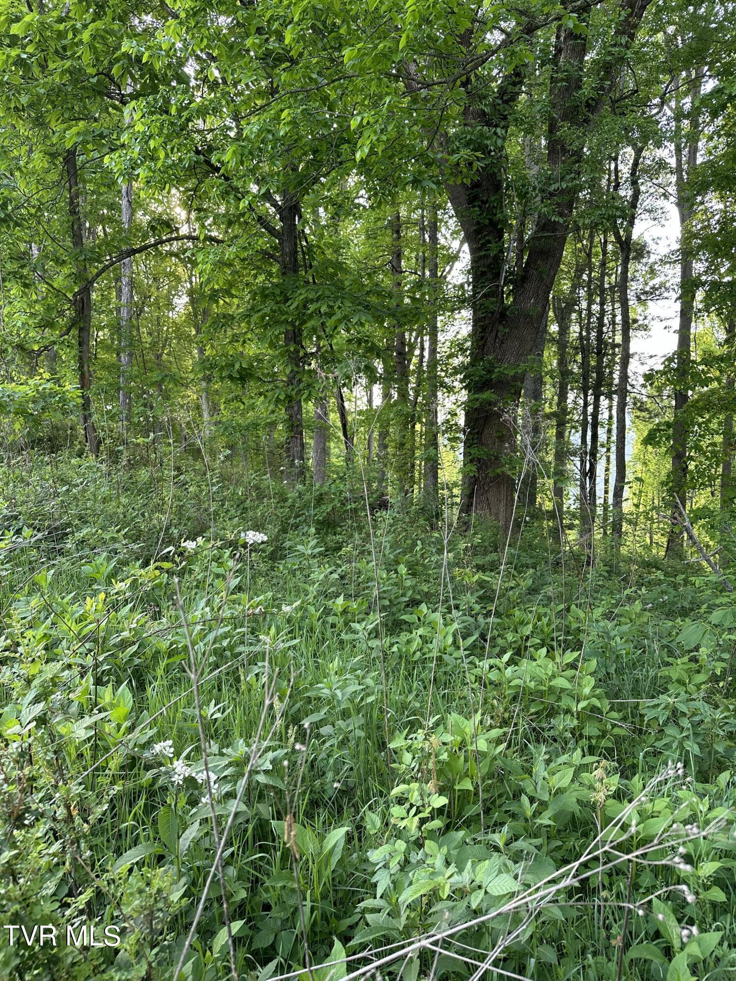 Image 4: IMG_1270